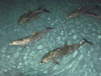 Moreton Island Dolphine Feeding