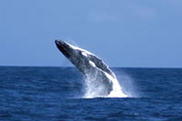 Moreton Island Whale Watching