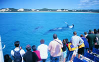 Boat Cruise Tangalooma